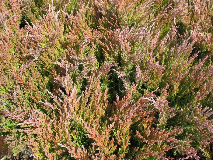 Andorra Juniper - Juniperus horizontalis from 93 Nursery and Landscape Supply
