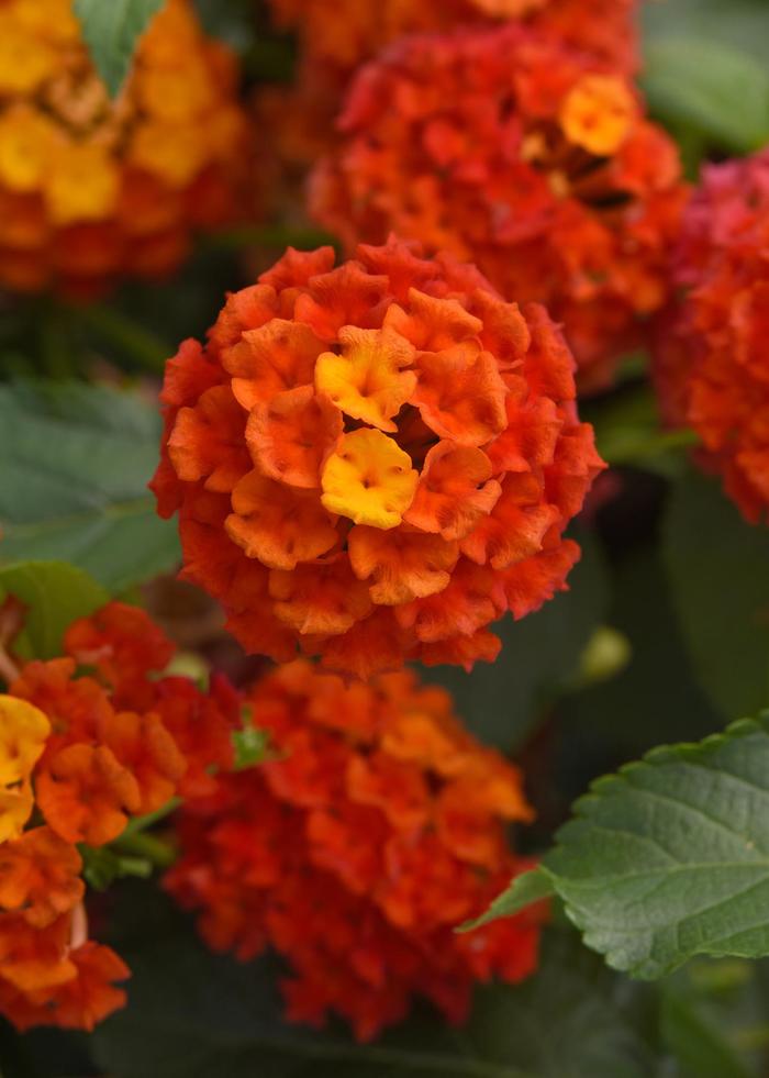 Shamrock™ Orange Flame Improved - Lantana camara from 93 Nursery and Landscape Supply