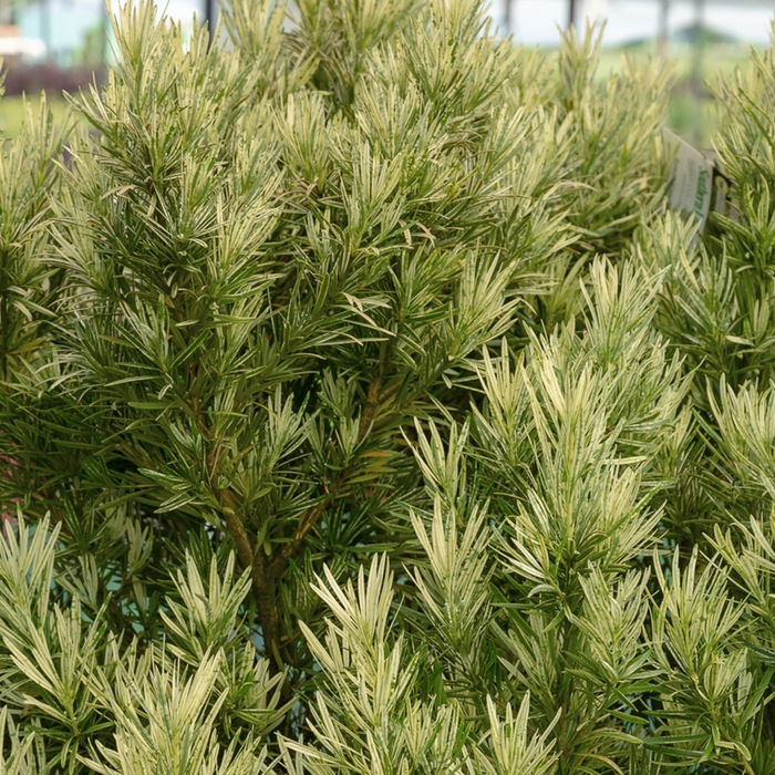 Japanese Yew - Taxus cuspidata from 93 Nursery and Landscape Supply