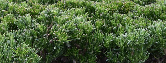 'Gollum' - Crassula ovata from 93 Nursery and Landscape Supply