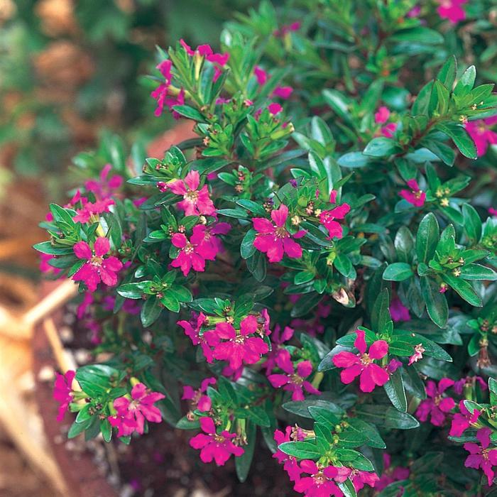 Mexican Heather - Cuphea hyssopifolia from 93 Nursery and Landscape Supply