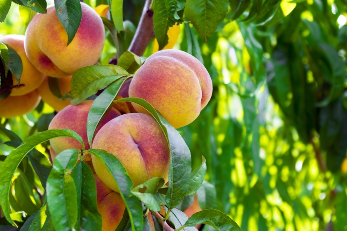 'La Festival' Peach - Prunus persica from 93 Nursery and Landscape Supply
