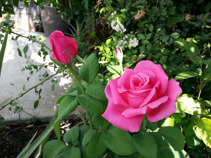 Perfume Delight Hybrid Tea Rose - Rosa from 93 Nursery and Landscape Supply