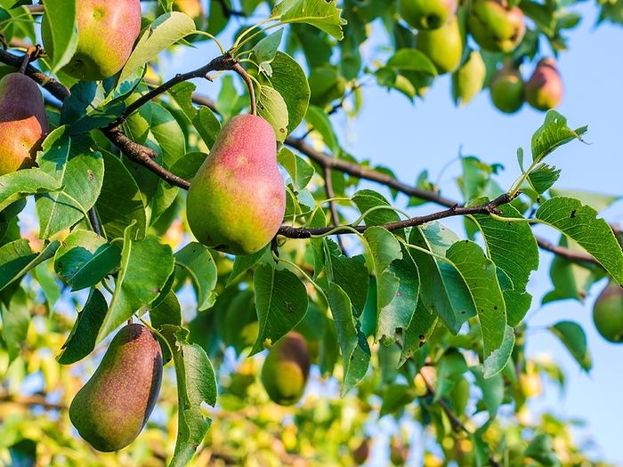'Warren' Pear - Pyrus communis from 93 Nursery and Landscape Supply