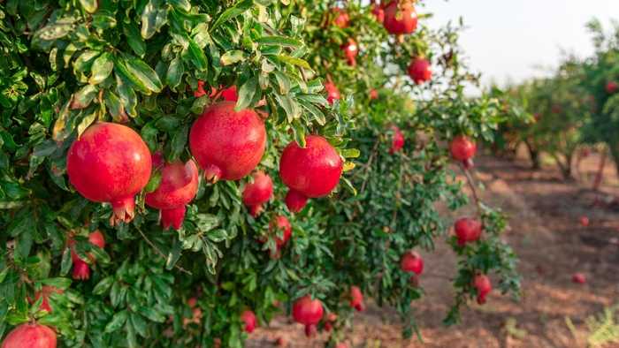 Texas Pink Pomegranate - Punica granatum from 93 Nursery and Landscape Supply