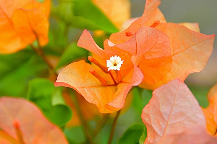 'Sundown Orange' - Bougainvillea from 93 Nursery and Landscape Supply