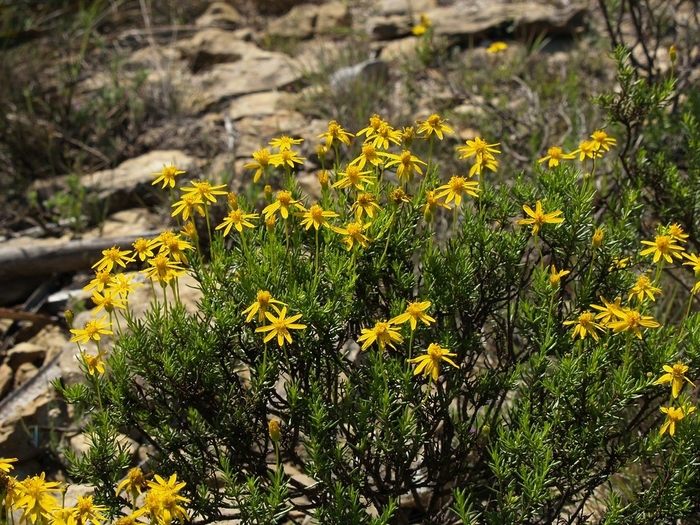 Damianta - Chrysactinia mexicana from 93 Nursery and Landscape Supply