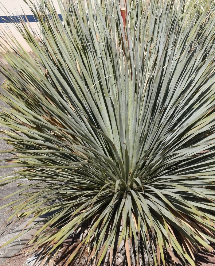 Desert Spoon - Dasylirion wheeleri from 93 Nursery and Landscape Supply