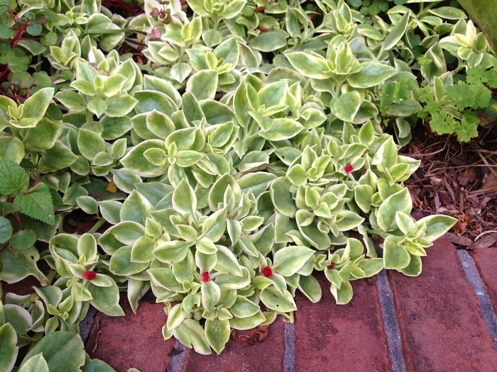 'Variegated' Aptenia - Aptenia cordifolia from 93 Nursery and Landscape Supply