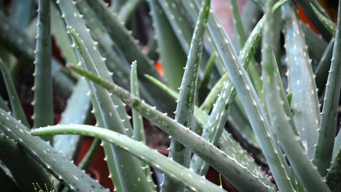 'Blue Elf' - Aloe from 93 Nursery and Landscape Supply