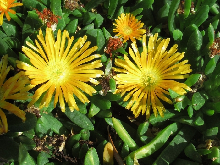 Jewel of Desert 'Peridot' - Delosperma (Ice Plant) from 93 Nursery and Landscape Supply