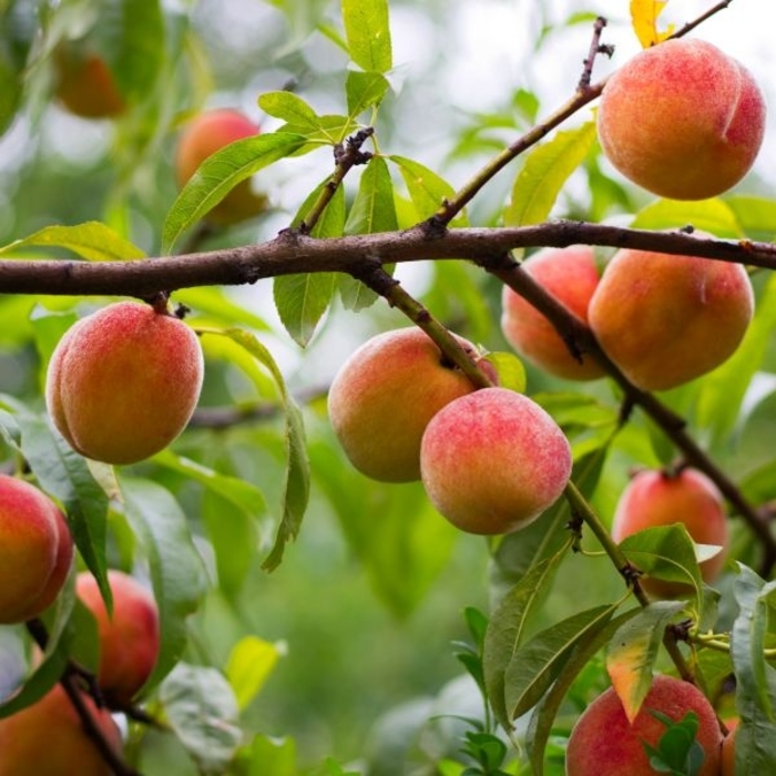 'Texstar' Peach - Prunus persica from 93 Nursery and Landscape Supply