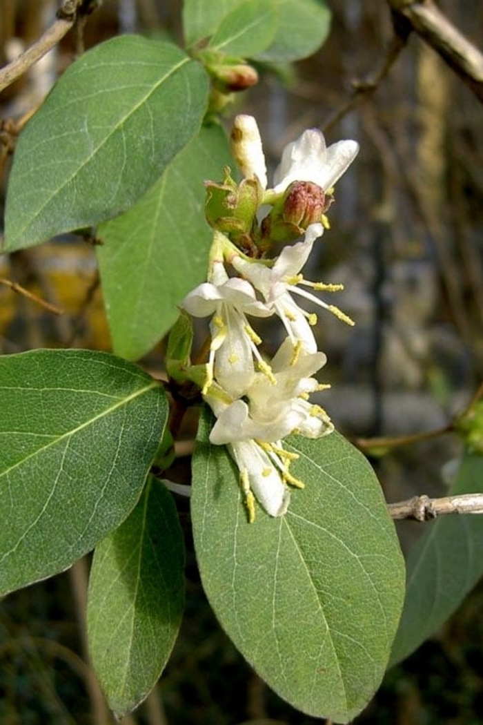 Winter Honeysuckle - Lonicera fragrantissima from 93 Nursery and Landscape Supply