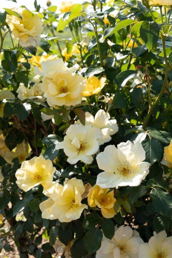  Knock Out® Easy Bee-zy™ Rose - Rosa x from 93 Nursery and Landscape Supply
