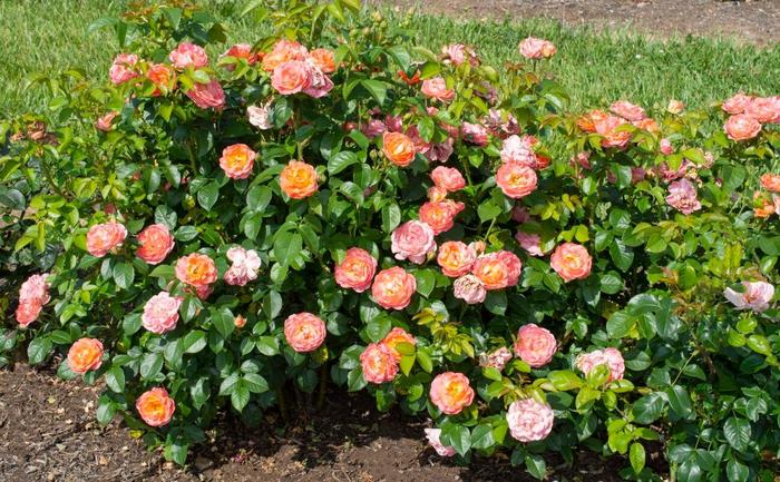 Knock Out® Orange Glow™ Rose - Rosa x from 93 Nursery and Landscape Supply