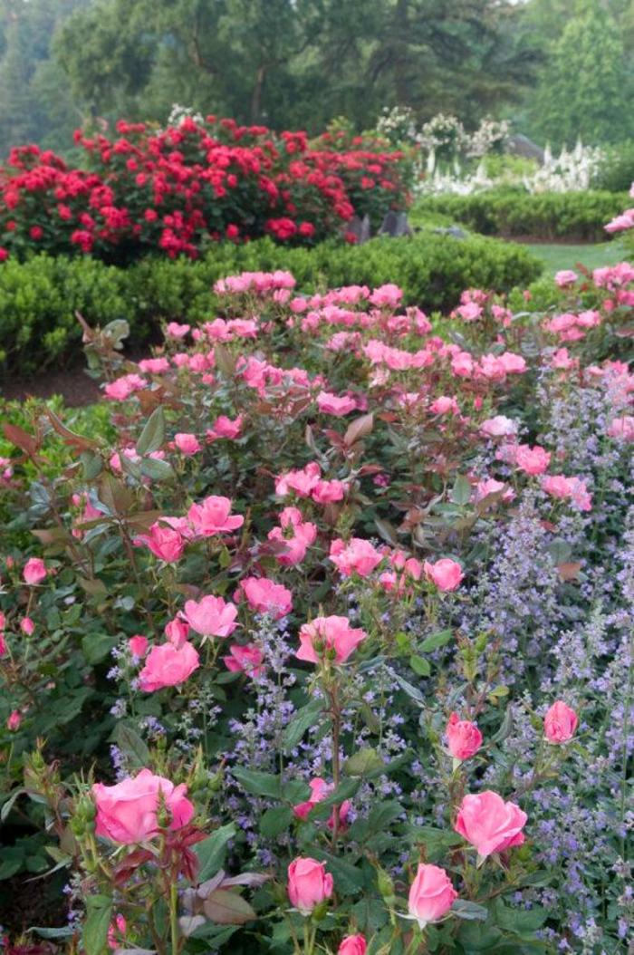 Knock Out® Pink - Rosa (Shrub Rose) from 93 Nursery and Landscape Supply