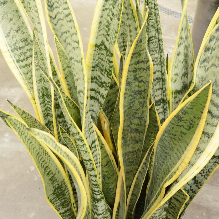Snake Plant - Sansevieria laurentii from 93 Nursery and Landscape Supply