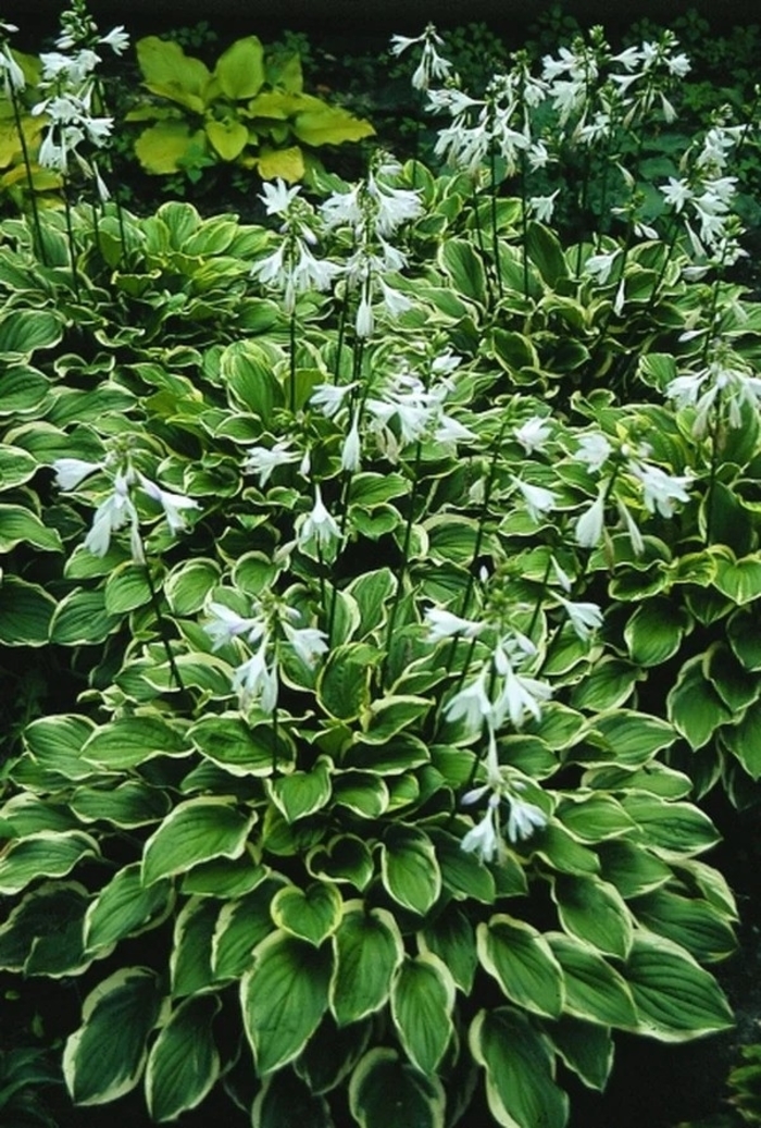 'So Sweet' Hosta, Plantain Lily - Hosta from 93 Nursery and Landscape Supply