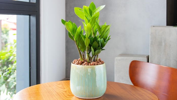 ZZ Plant - Zamioculcas zamiifolia from 93 Nursery and Landscape Supply