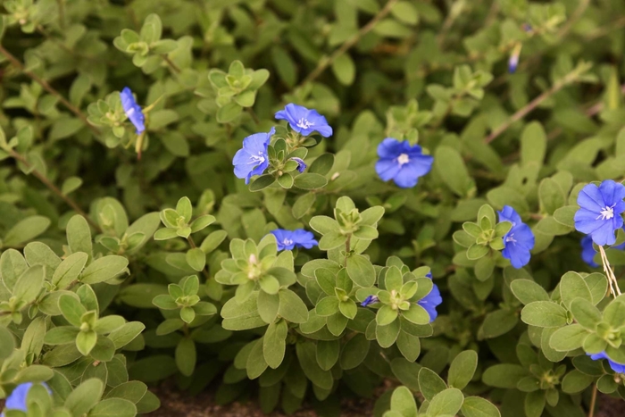 'Hawaiian Blue Eyes' Dwarf Morning Glory - Evolvulus glomeratus from 93 Nursery and Landscape Supply