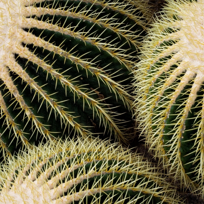 Easter Lily Cactus - Echinopsis oxygona from 93 Nursery and Landscape Supply