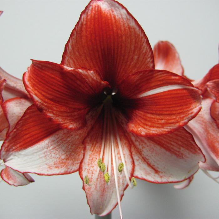 'Charisma' Amaryllis - Hippeastrum from 93 Nursery and Landscape Supply