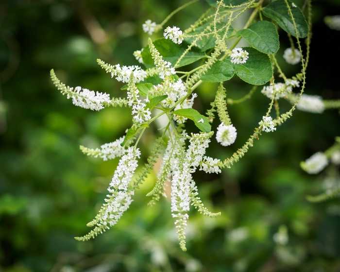 Sweet Almond Verbena - Aloysia virgata from 93 Nursery and Landscape Supply