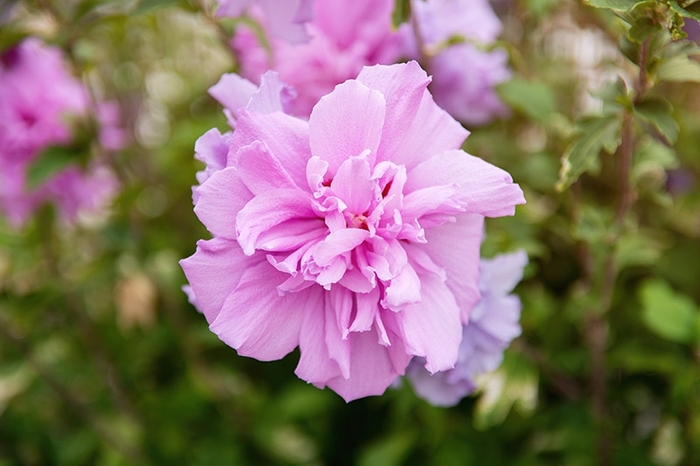Purple Rose of Sharon - Hibiscus syriacus from 93 Nursery and Landscape Supply