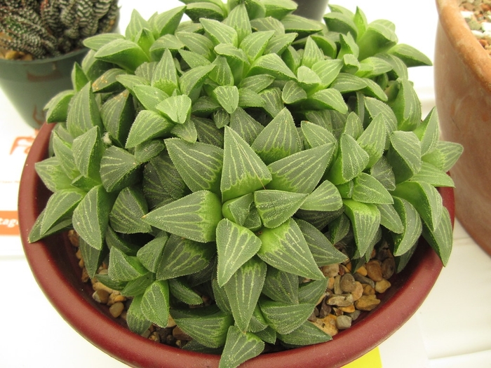 Star Cactus - Haworthia Retusa from 93 Nursery and Landscape Supply
