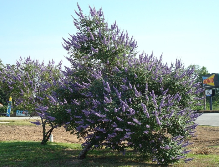 'Montrose Purple' Chaste Tree - Vitex agnus-castus from 93 Nursery and Landscape Supply