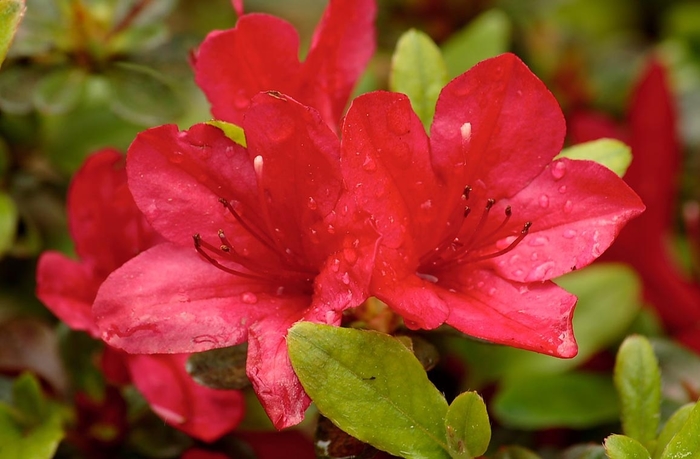 'Amagasa' Azalea - Rhododendron Satsuki Hybrid from 93 Nursery and Landscape Supply
