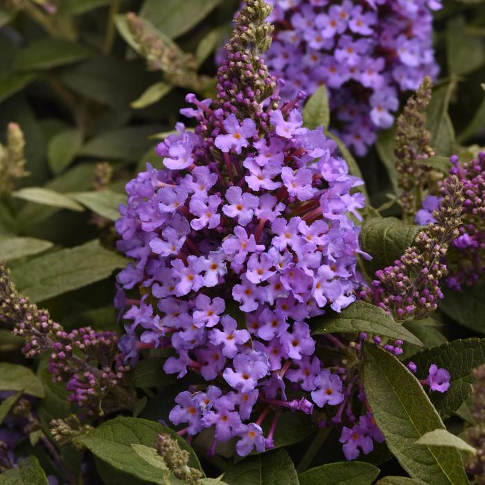 Chrysalis™ Steel Blue - Buddleia davidii (Butterfly Bush) from 93 Nursery and Landscape Supply