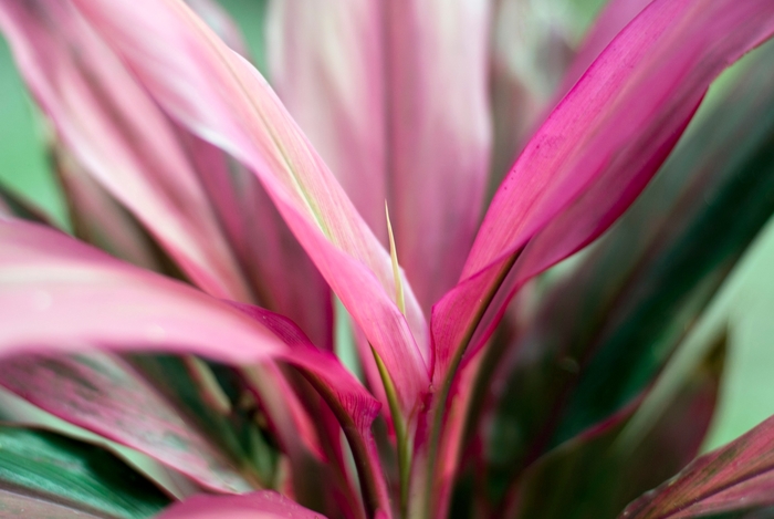'Maria' - Cordyline from 93 Nursery and Landscape Supply
