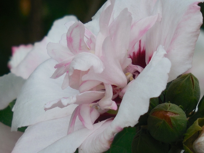'Morning Star' Rose of Sharon - Hibiscus syriacus from 93 Nursery and Landscape Supply