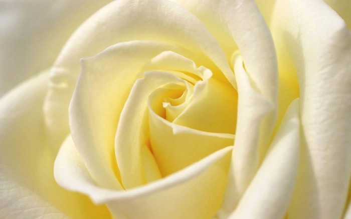 'John F. Kennedy' Hybrid Tea Rose - Rosa from 93 Nursery and Landscape Supply