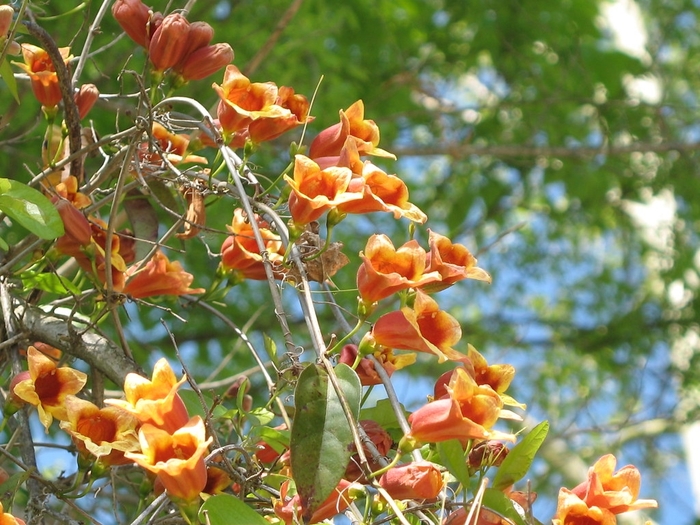 Crossvine - Bignonia capreolata from 93 Nursery and Landscape Supply