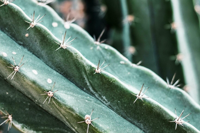 Bolivian Torch Cactus - Echinopsis langenformis from 93 Nursery and Landscape Supply