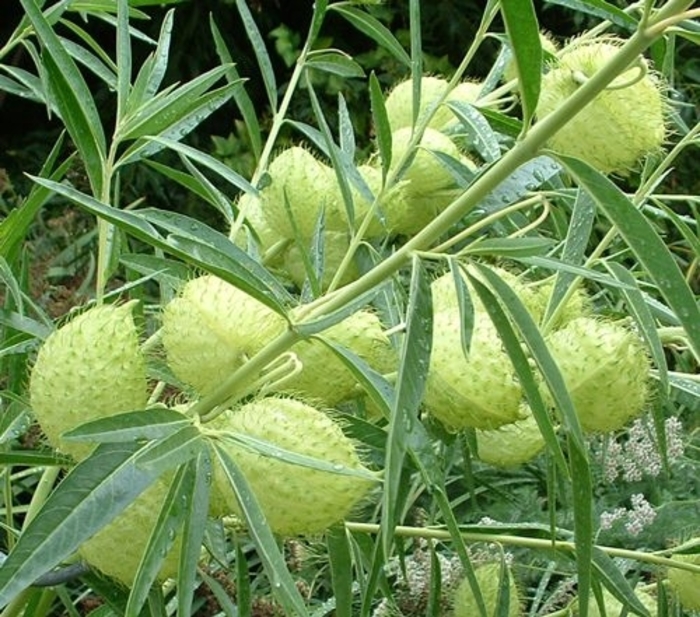 Balloon Milkweed - Gomphocarpus physocarpus from 93 Nursery and Landscape Supply