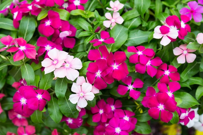 Vinca - Catharanthus roseus from 93 Nursery and Landscape Supply