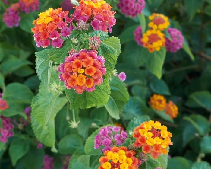 Lantana Tree - Lantana camara from 93 Nursery and Landscape Supply