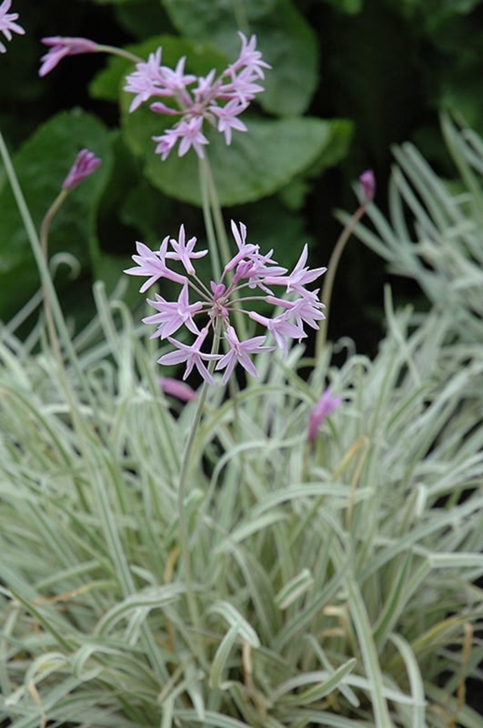 Varigated Society Garlic - Tulbaghia violacea from 93 Nursery and Landscape Supply