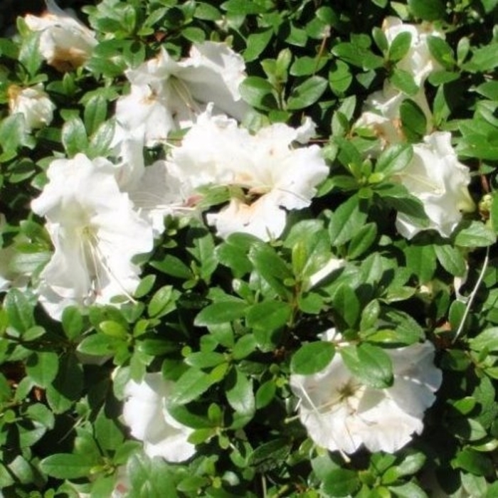'Gumpo White' Azalea - Rhododendron Satsuki hybrid from 93 Nursery and Landscape Supply