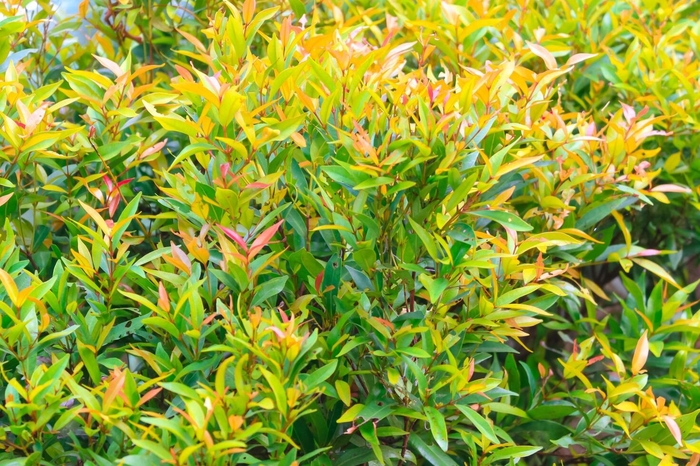 Eugenia (Spiral) - Syzygium paniculatum from 93 Nursery and Landscape Supply