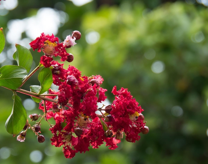 'Victor' Crapemyrtle - Lagerstroemia indica from 93 Nursery and Landscape Supply