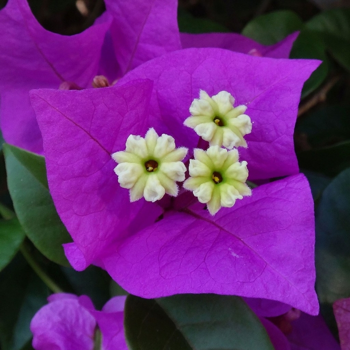 'Elizabeth Angus' - Bougainvillea from 93 Nursery and Landscape Supply