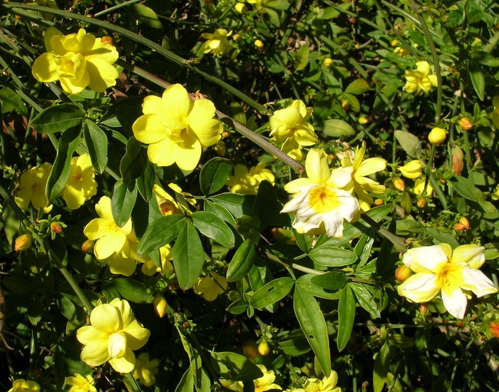 Primrose Jasmine - Jasminum mesnyi from 93 Nursery and Landscape Supply