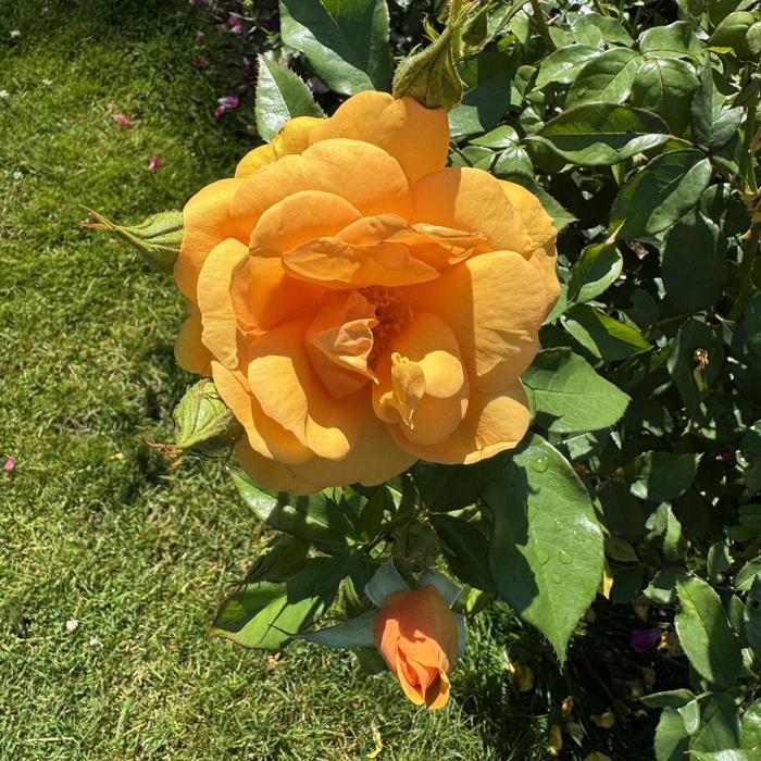 Sunbelt® 'South Africa®' - Rosa (Rose) from 93 Nursery and Landscape Supply