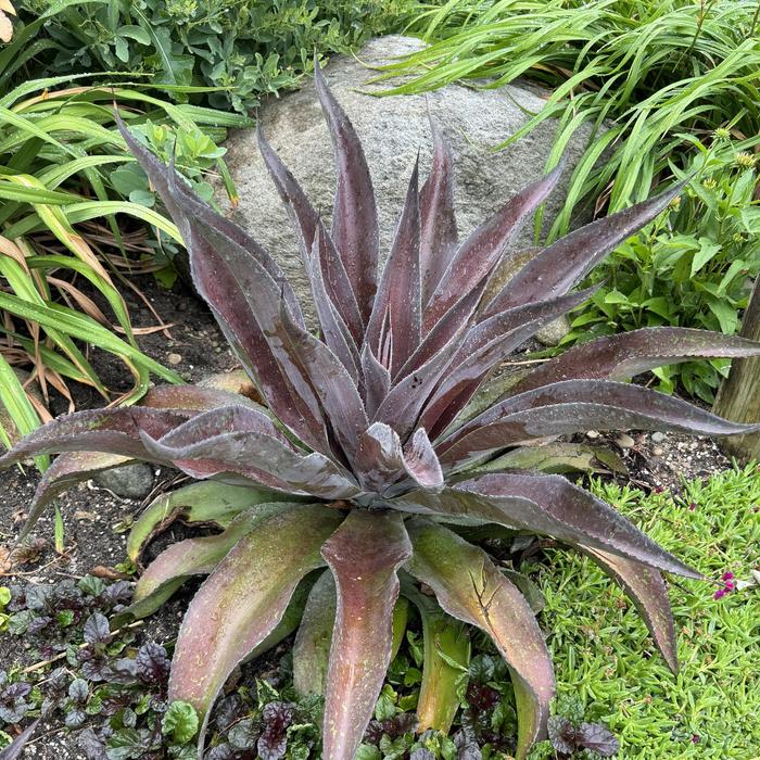 Mad about Mangave® 'Mission to Mars' - Mangave from 93 Nursery and Landscape Supply
