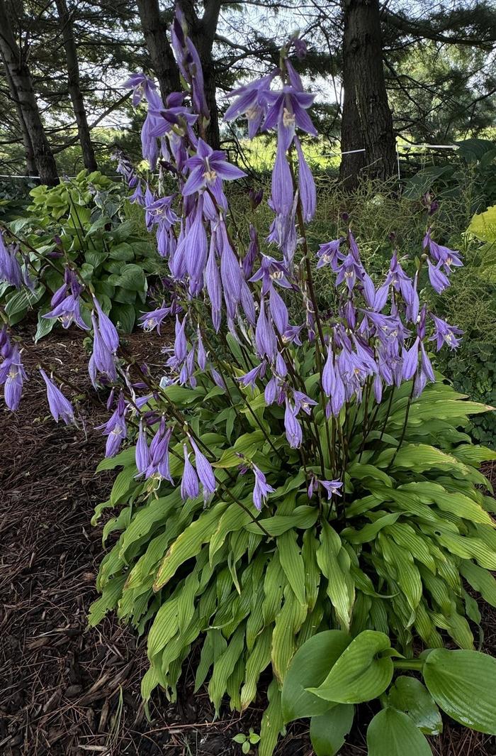'Party Streamers' Hosta - Hosta from 93 Nursery and Landscape Supply