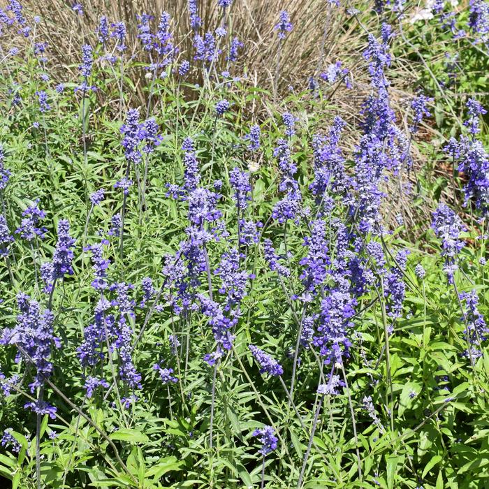Mealy Blue Sage - Salvia farinacea from 93 Nursery and Landscape Supply
